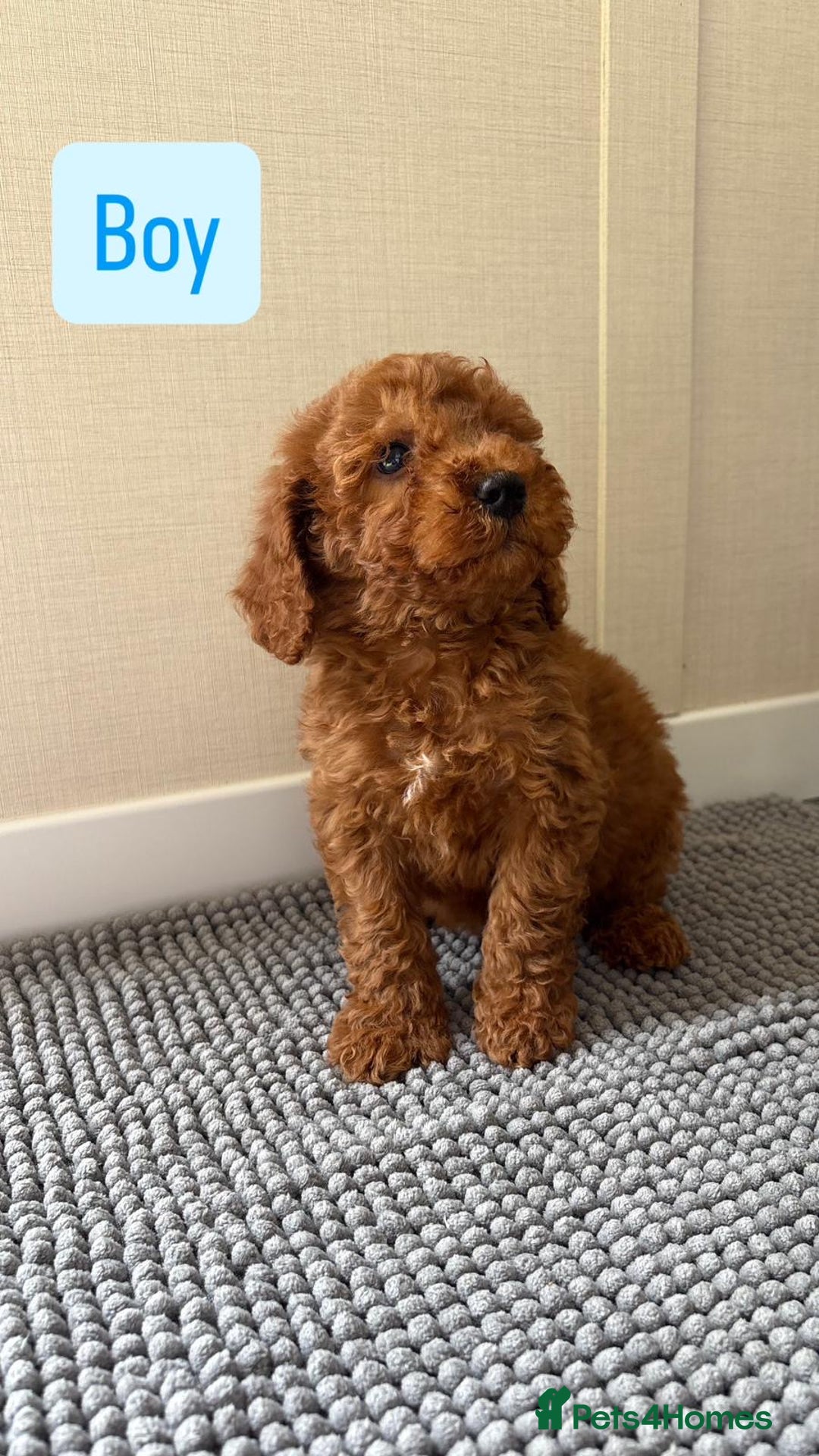 Cockapoo dogs for sale: 6 stunning cockapoo puppies  - Image 5