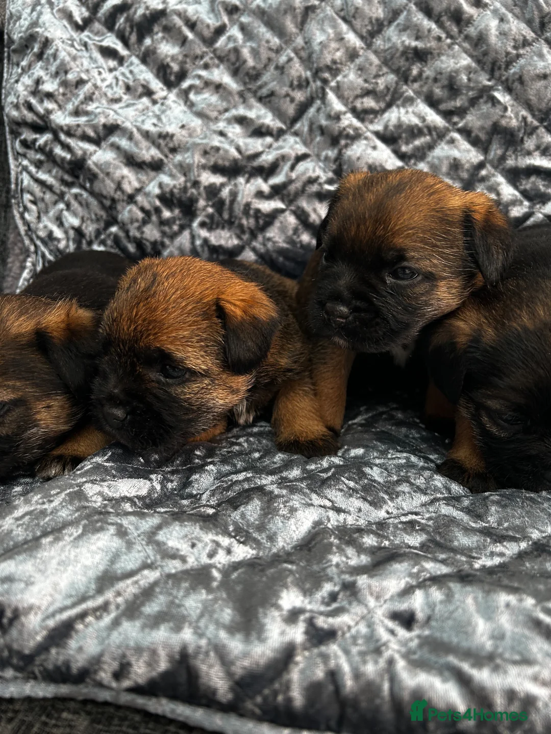Border Terrier dogs for sale: KC registered Border Terriers  in Maidstone - Advert 2