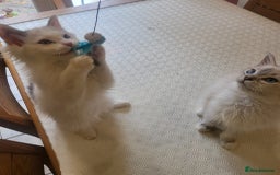 Ragdoll cats for sale:  ragdoll - Image 23