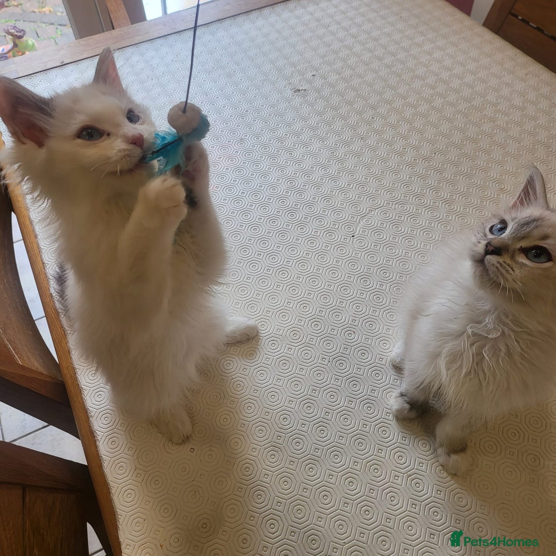 Ragdoll cats for sale:  ragdoll - Image 23