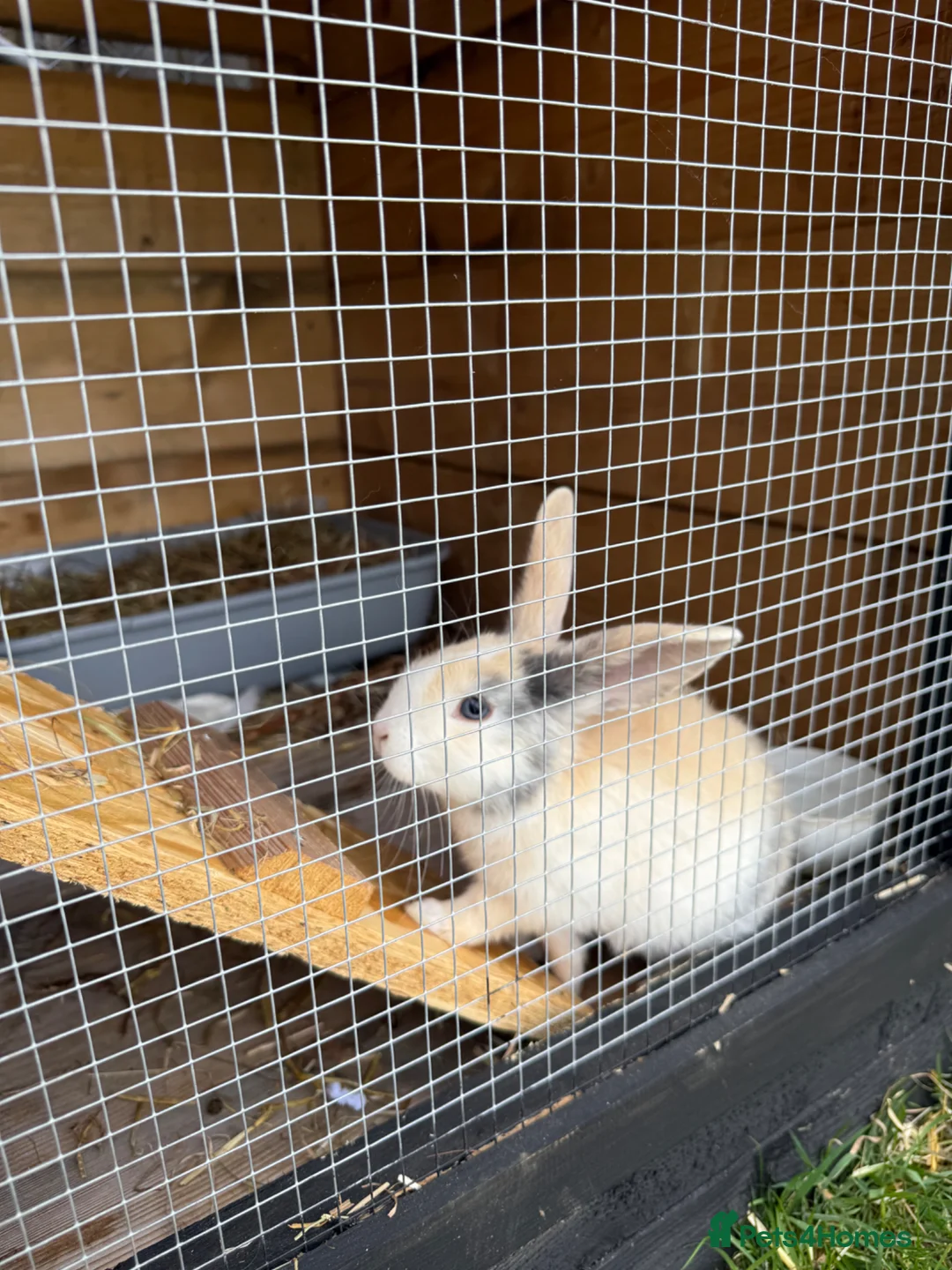 Dwarf Lop rabbits for sale: Paired female bunnies  in Clacton-on-Sea - Advert 2