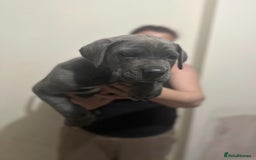 Cane Corso dogs for sale: Male cane corso - Image 2