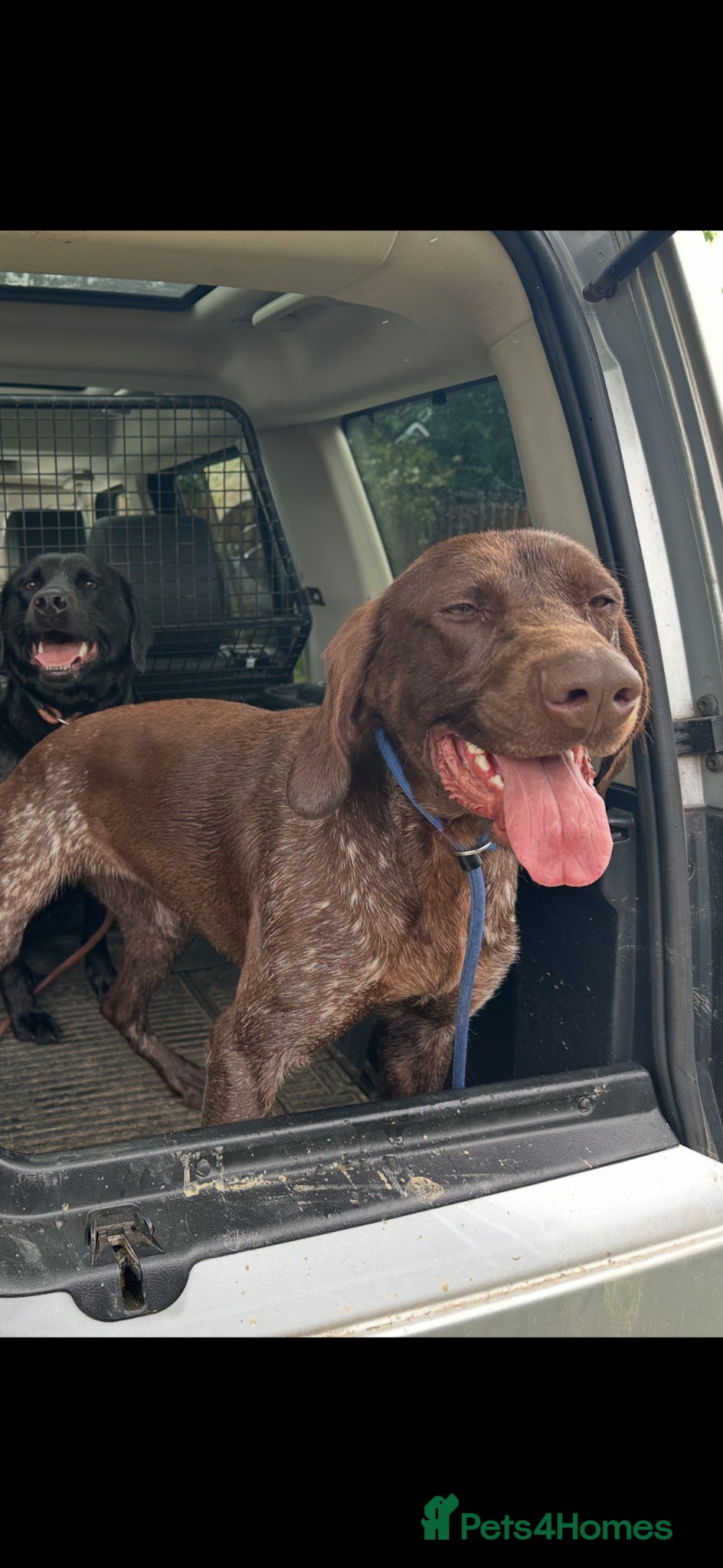 German Shorthaired Pointer dogs for sale: 4 year old beautiful pointer  - Advert 4
