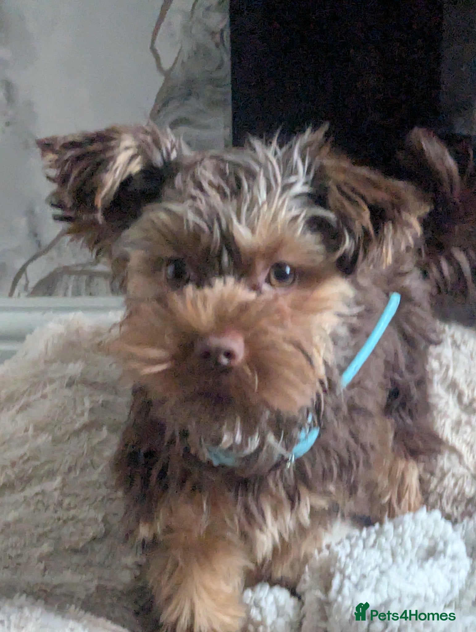 Yorkshire Terrier dogs Male Yorkshire terrier  - Advert 10