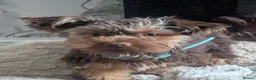 Yorkshire Terrier dogs for sale: Male Yorkshire terrier  in Nottingham - Advert 1