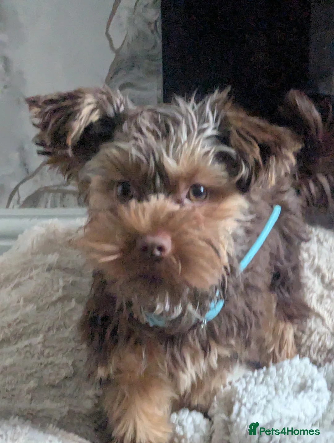 Yorkshire Terrier dogs for sale: Male Yorkshire terrier  in Nottingham - Advert 1
