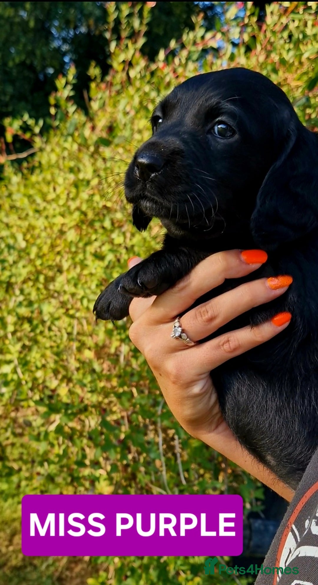 Cockerdor dogs for sale: 🐾FULL HEALTH TESTED BLACK COCKERDORS FOR SALE🐾 in Market Drayton - Image 15