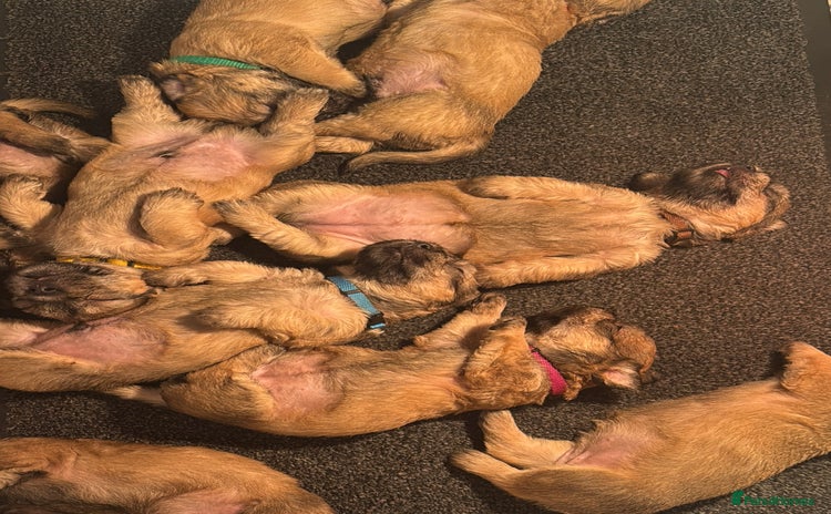 Glen of Imaal Terrier dogs - Advert 1