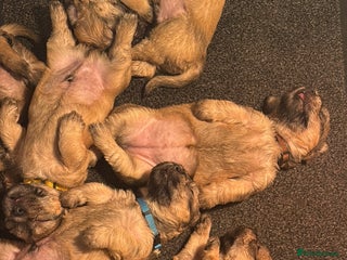 Glen of Imaal Terrier dogs - Advert 1