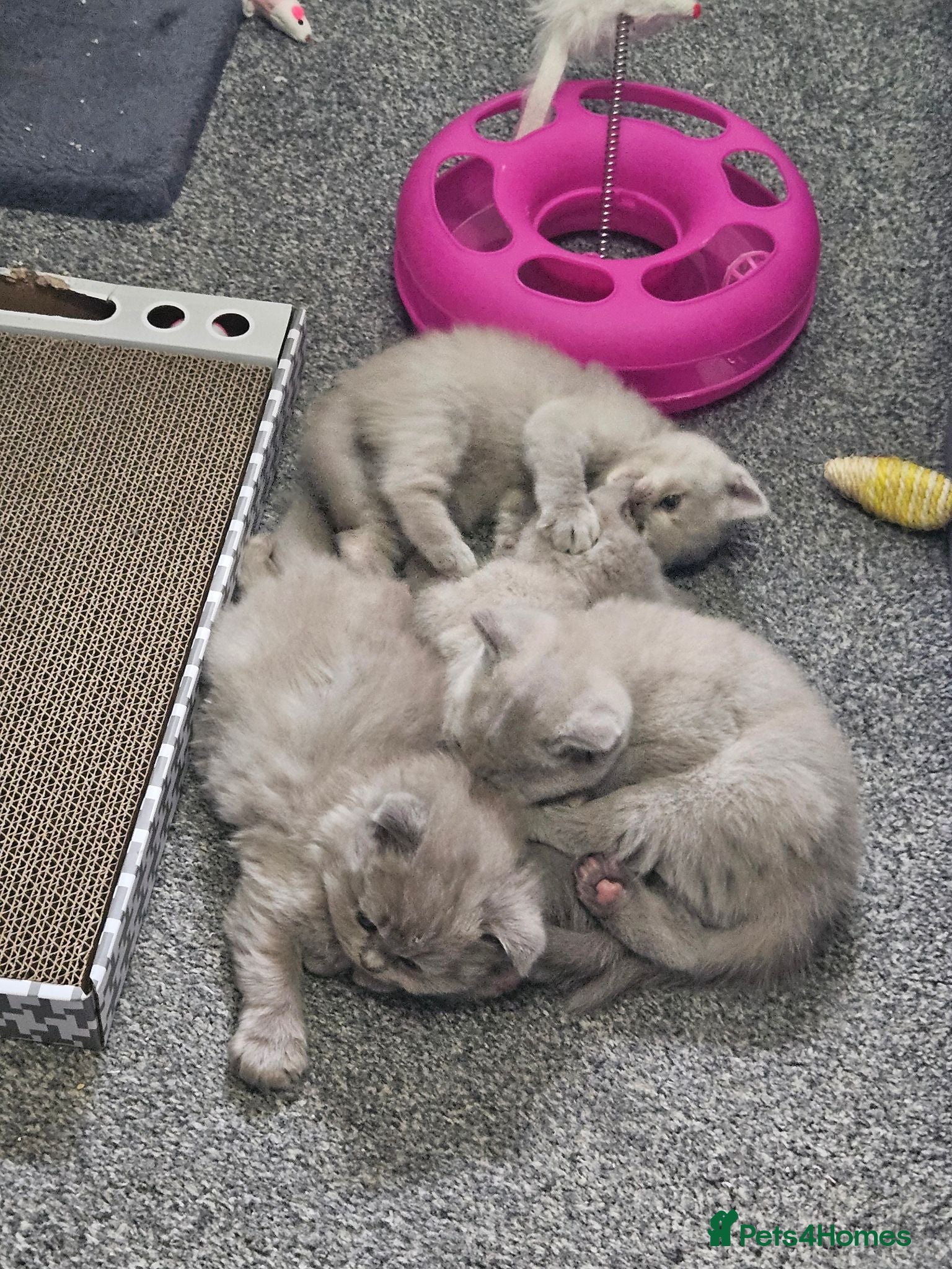 British Shorthair cats British shorthair  - Advert 1