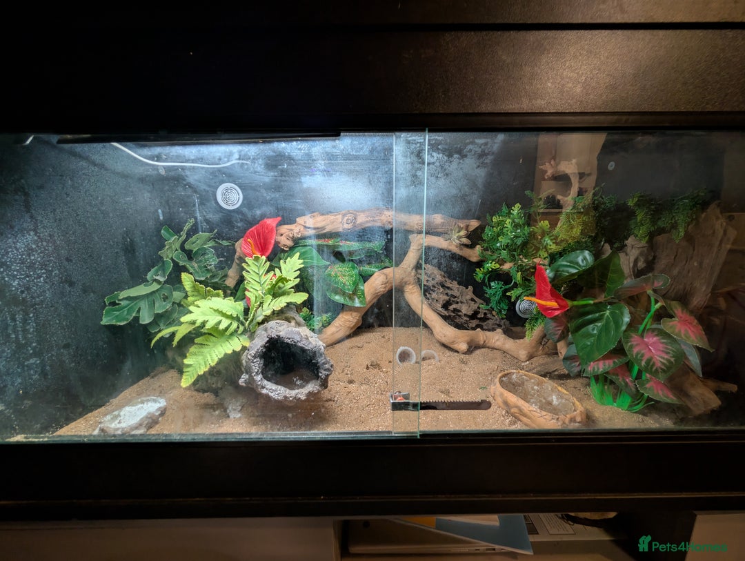 Leopard Gecko reptiles for sale: Loving Leopard Gecko Needs New Home - Meet Betty! - Advert 5