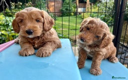 Australian Labradoodle dogs for stud: Proven extensively health tested gorgeous stud - Image 21