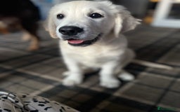 Golden Retriever dogs for sale: Last girl remaining  in Doncaster - Image 1