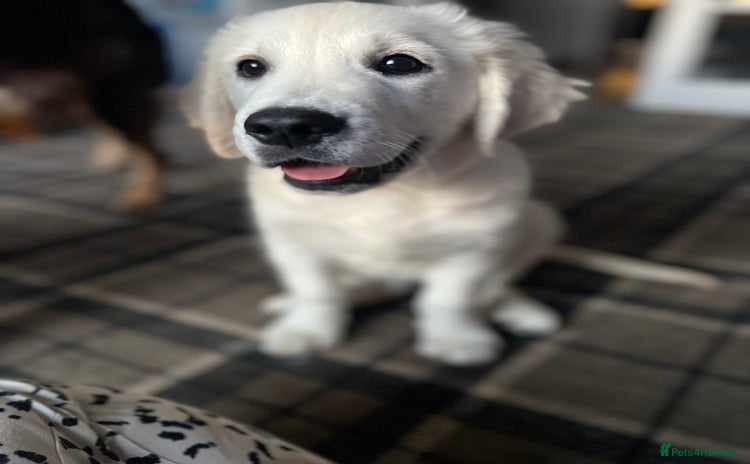 Golden Retriever dogs in Doncaster - Advert 4