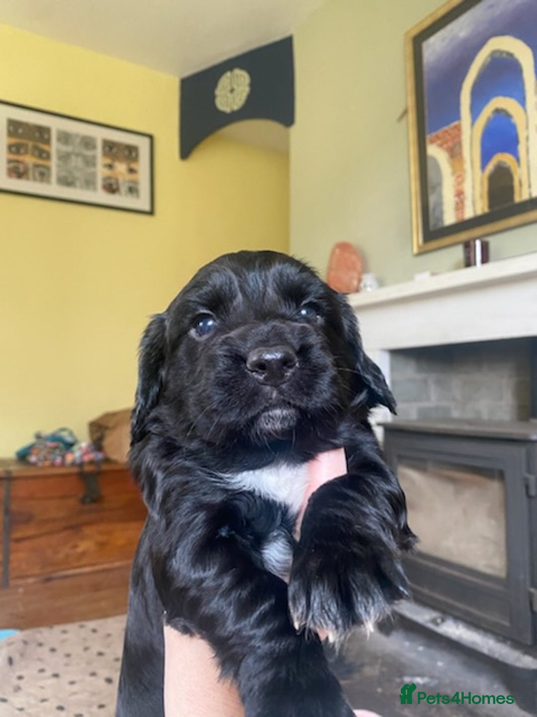 Sprocker dogs for sale: Gorgeous F1 health tested Sprockers  - Advert 8