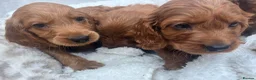 Cavapoo dogs for sale: Cavapoo puppies - Advert 27