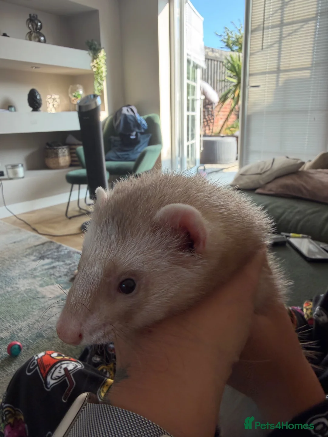 Ferret rodents for sale: Male ferrets in Mansfield - Advert 1