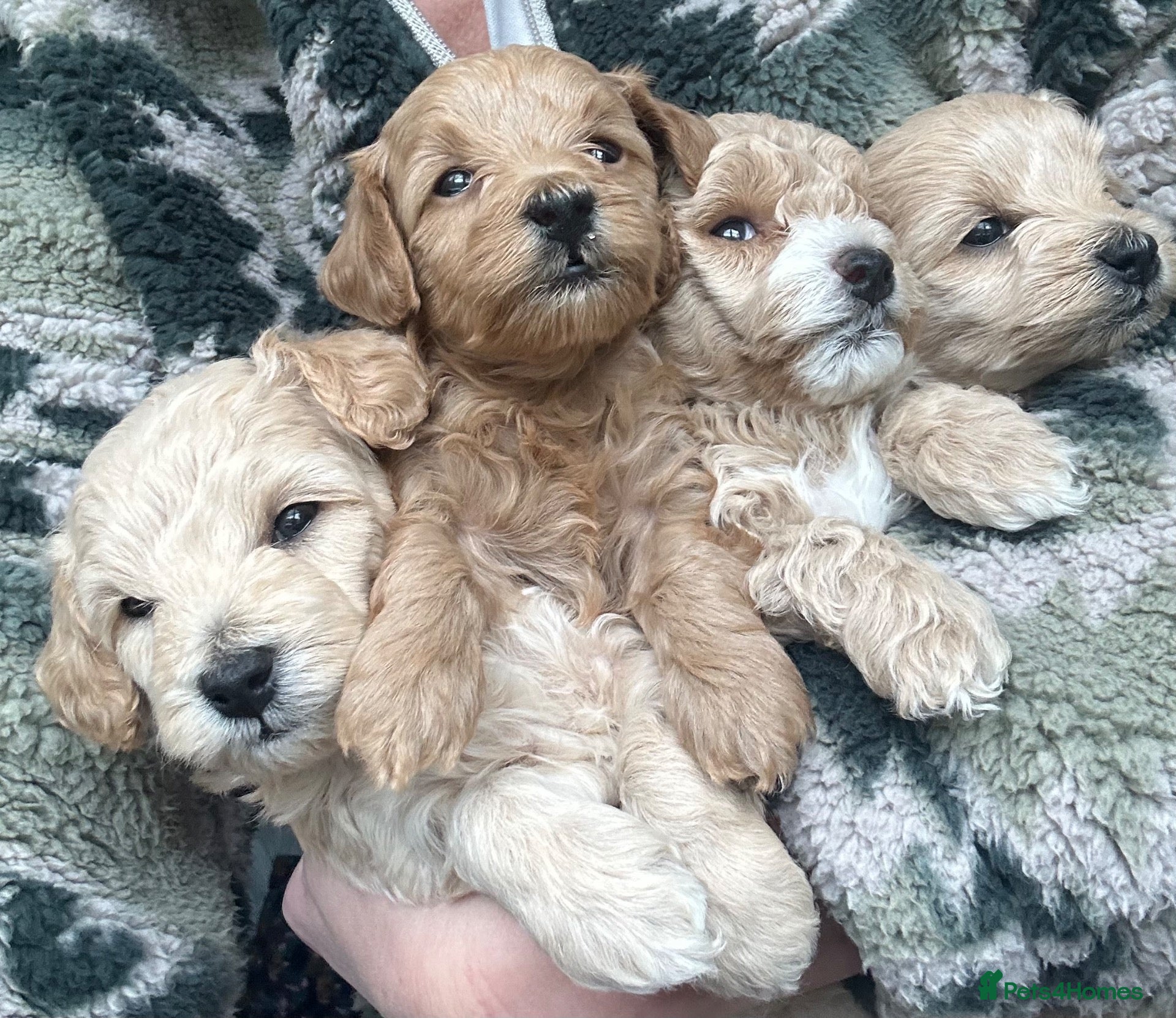 Maltipoo dogs for sale: Fully health tested tiny maltipoo pups - Advert 1