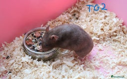 Hamster rodents for sale: Young Syrian Hamsters - Image 20