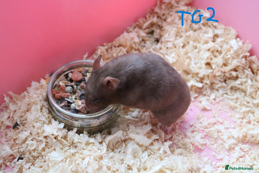 Hamster rodents for sale: Young Syrian Hamsters - Image 20