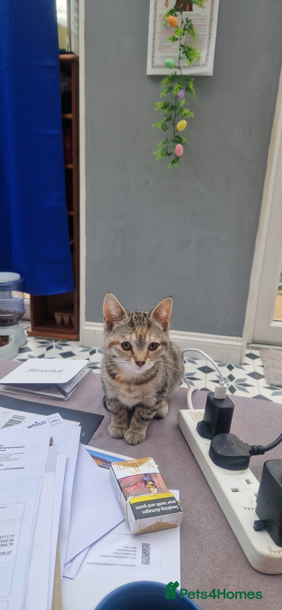 Mixed Breed cats 2 little kittens ( 2 taby females) - Advert 2