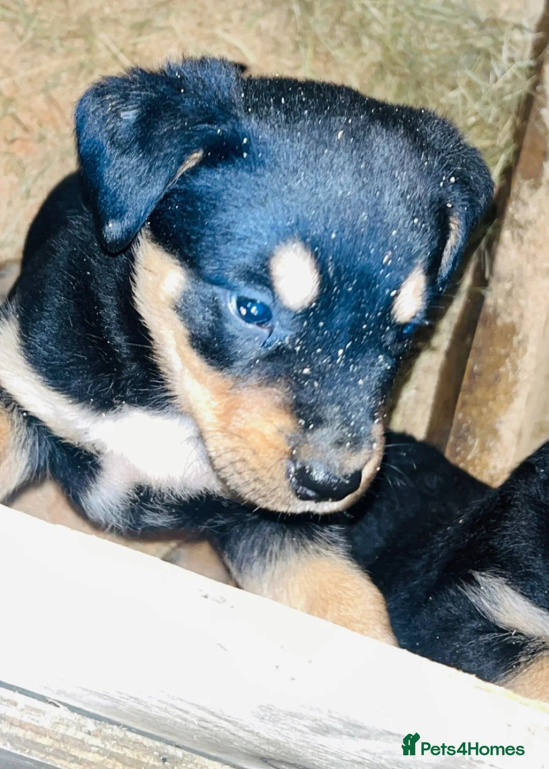 Rottweiler dogs for sale: 5 Beautiful Rottweiler X puppies  - Advert 10