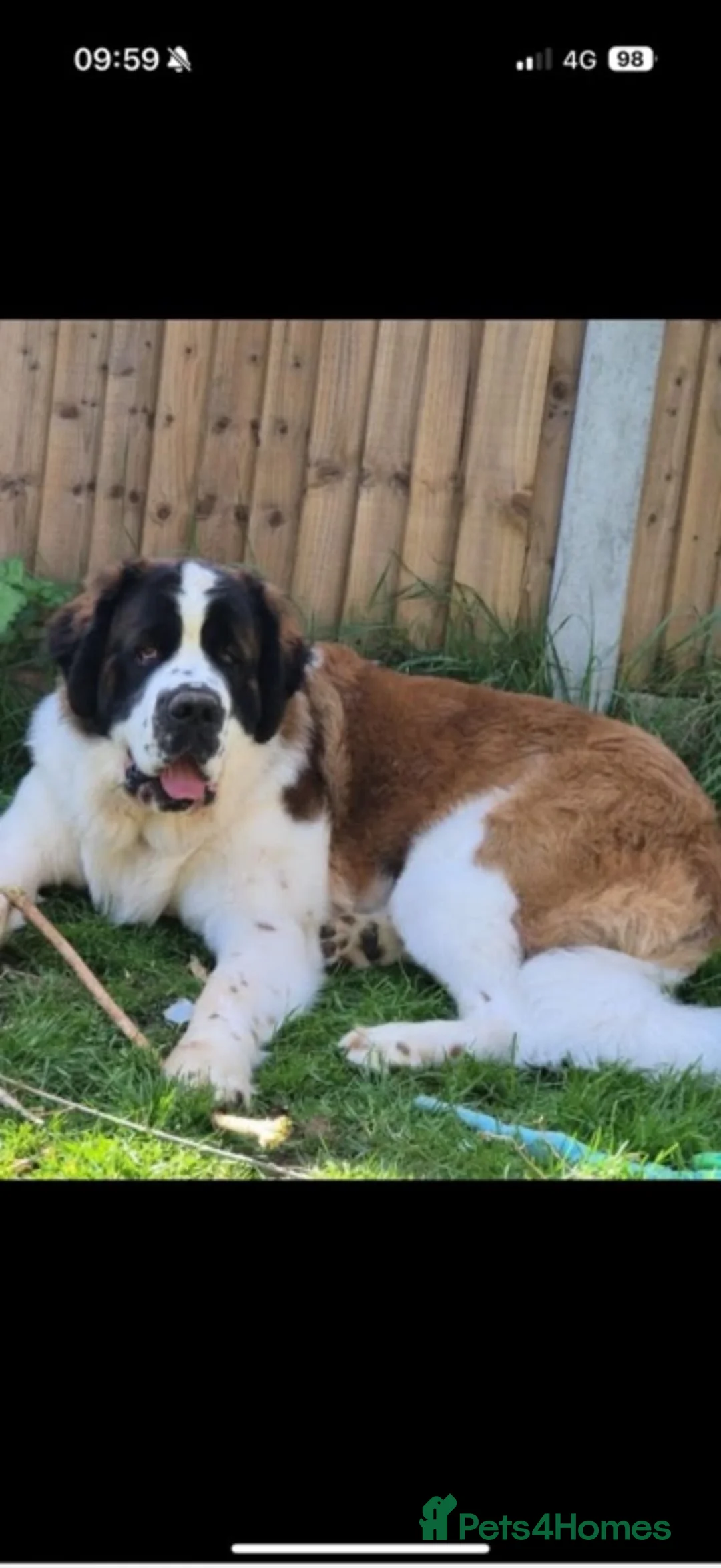 Saint Bernard dogs for sale: Exceptional St Bernard Puppies - Advert 2