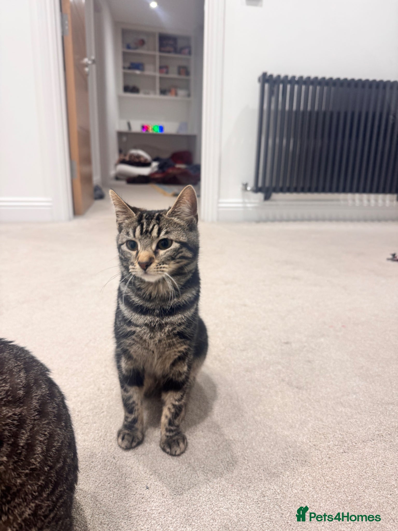 American Wirehair cats Melon  - Advert 12