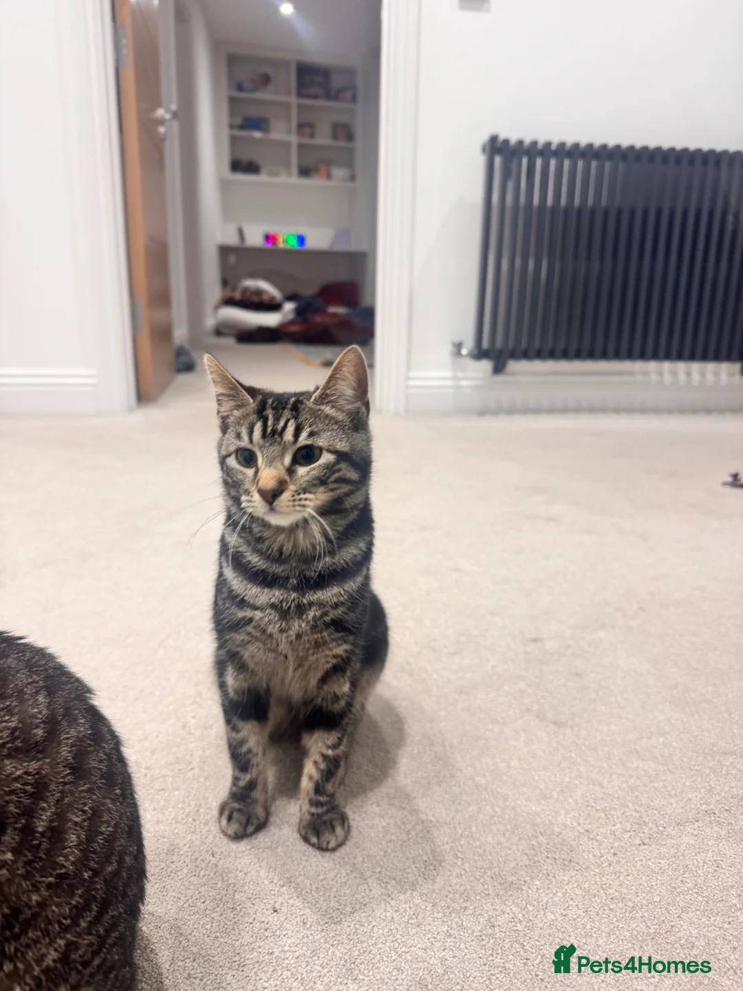 American Wirehair cats for sale: Melon  - Advert 1