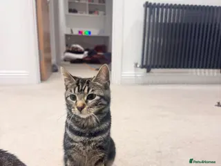 American Wirehair cats Melon - Advert 12