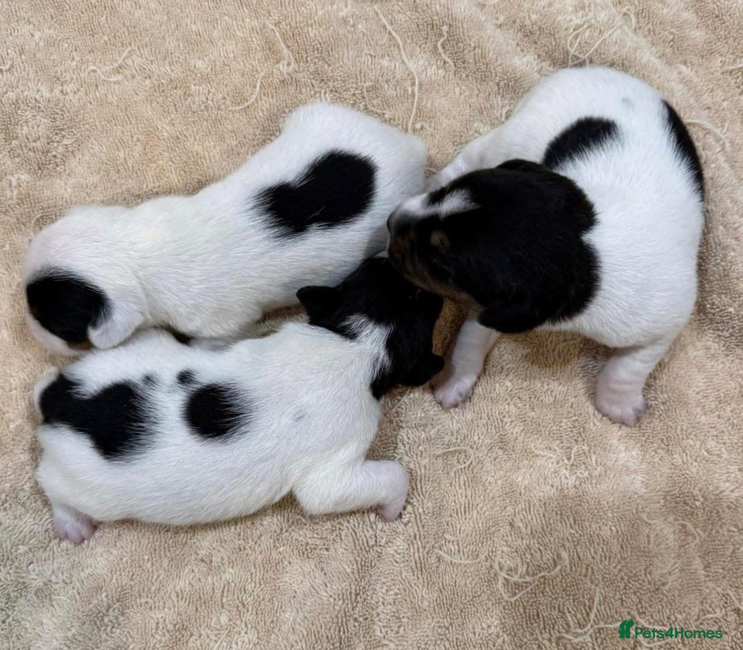 Jack Russell dogs for sale: Miniature jack Russell puppies  - Advert 1