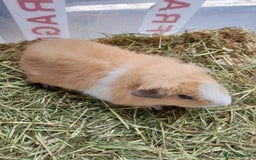 Guinea Pig rodents for sale: A pair of baby boys looking for a loving home. - Image 2