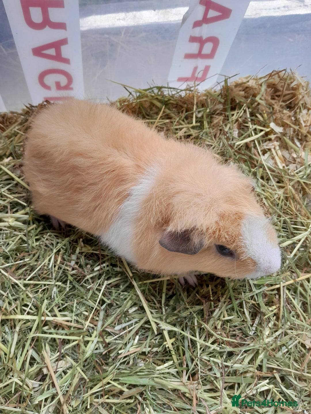 Guinea Pig rodents for sale: A pair of baby boys looking for a loving home. - Image 2