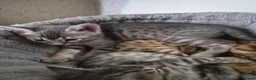 Savannah cats for sale: Savannah cross Bengal  in Poole - Advert 3