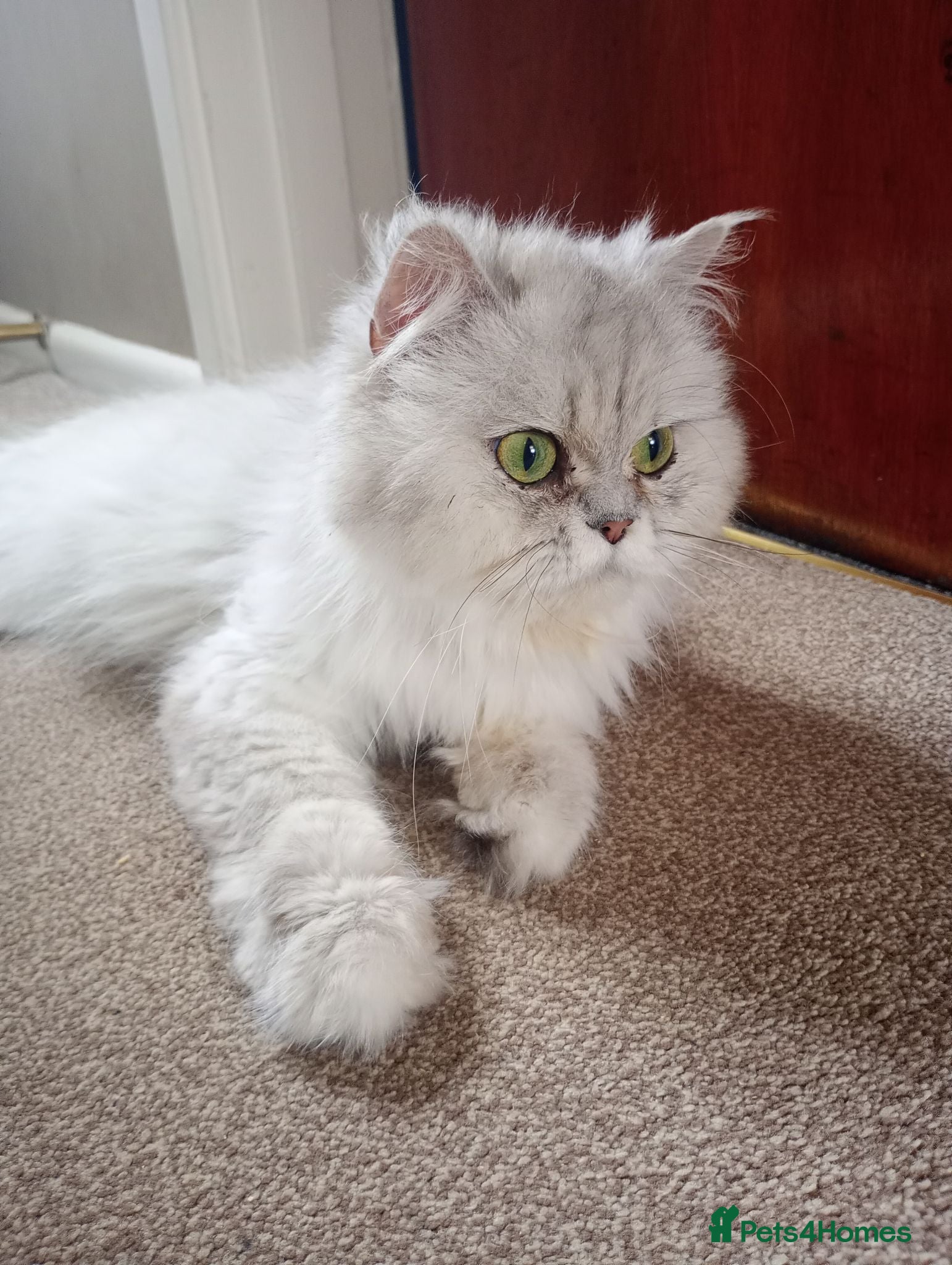 Persian cats Stunning Persian Kittens  - Advert 15