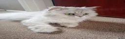 Persian cats for sale: Stunning Persian Kittens  - Advert 1