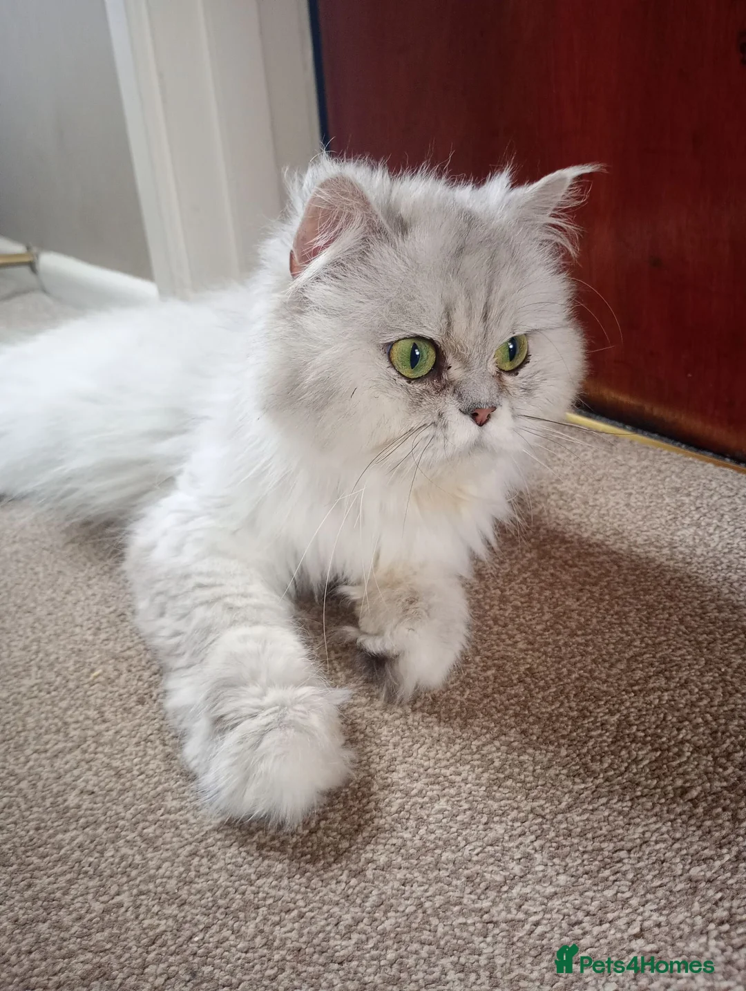 Persian cats for sale: Stunning Persian Kittens  - Advert 1