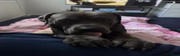 Cane Corso dogs for sale: Goofy, loving Cane Corso looking for a new home in Colchester - Advert 11