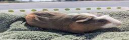 Guinea Pig rodents for sale: Beautiful guinea pigs  - Advert 7