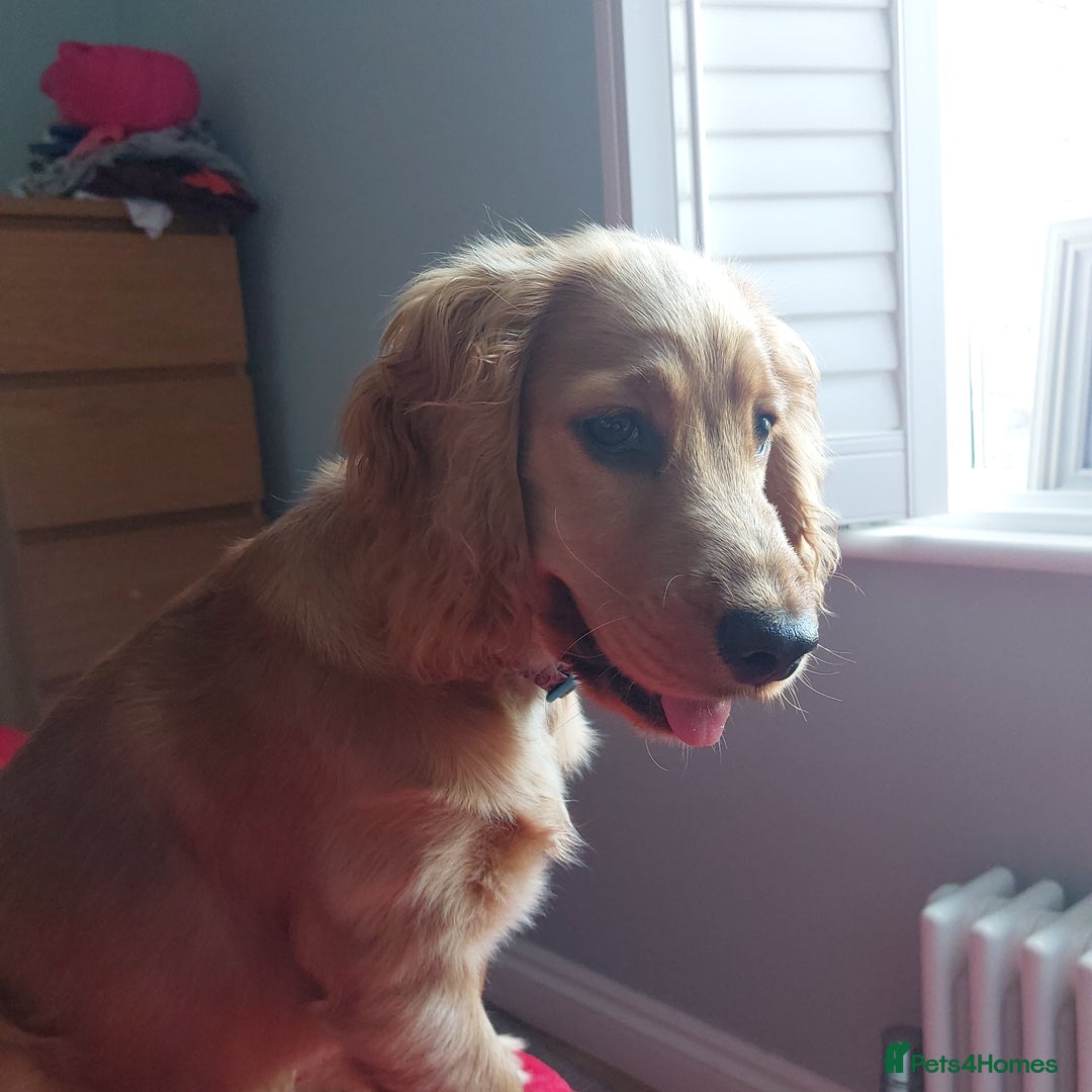 Cocker Spaniel dogs for sale: Our lovely Mina - Image 1