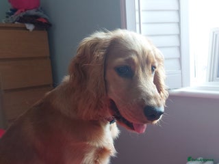 Cocker Spaniel dogs - Advert 7