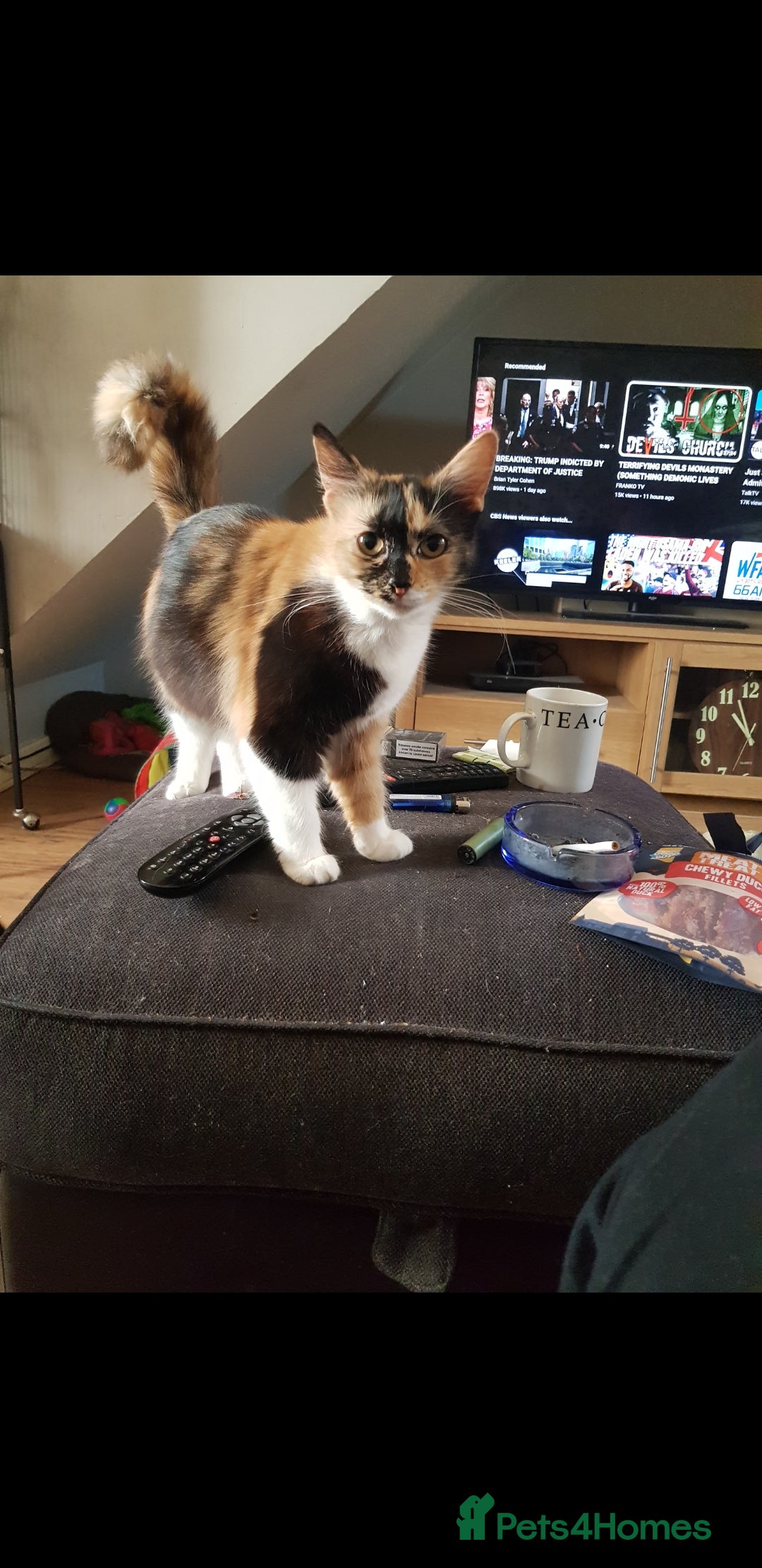 British Shorthair cats for sale: Marmite  - Advert 10