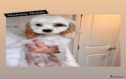 Cavapoochon dogs for sale: Cavapoochon puppies DNA/PRA/KC Health Clear 🤍 - Image 9