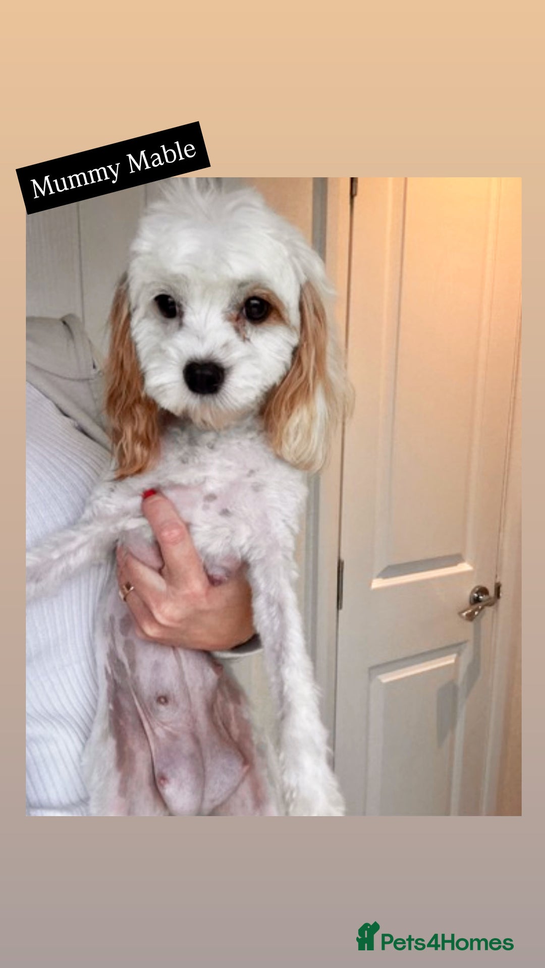 Cavapoochon dogs for sale: Cavapoochon puppies DNA/PRA/KC Health Clear 🤍 - Image 9