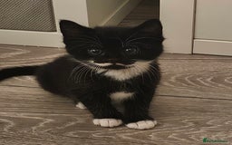 Mixed Breed cats for sale: Beautiful friendly kitties 💖 ready for homes 💕 - Image 40