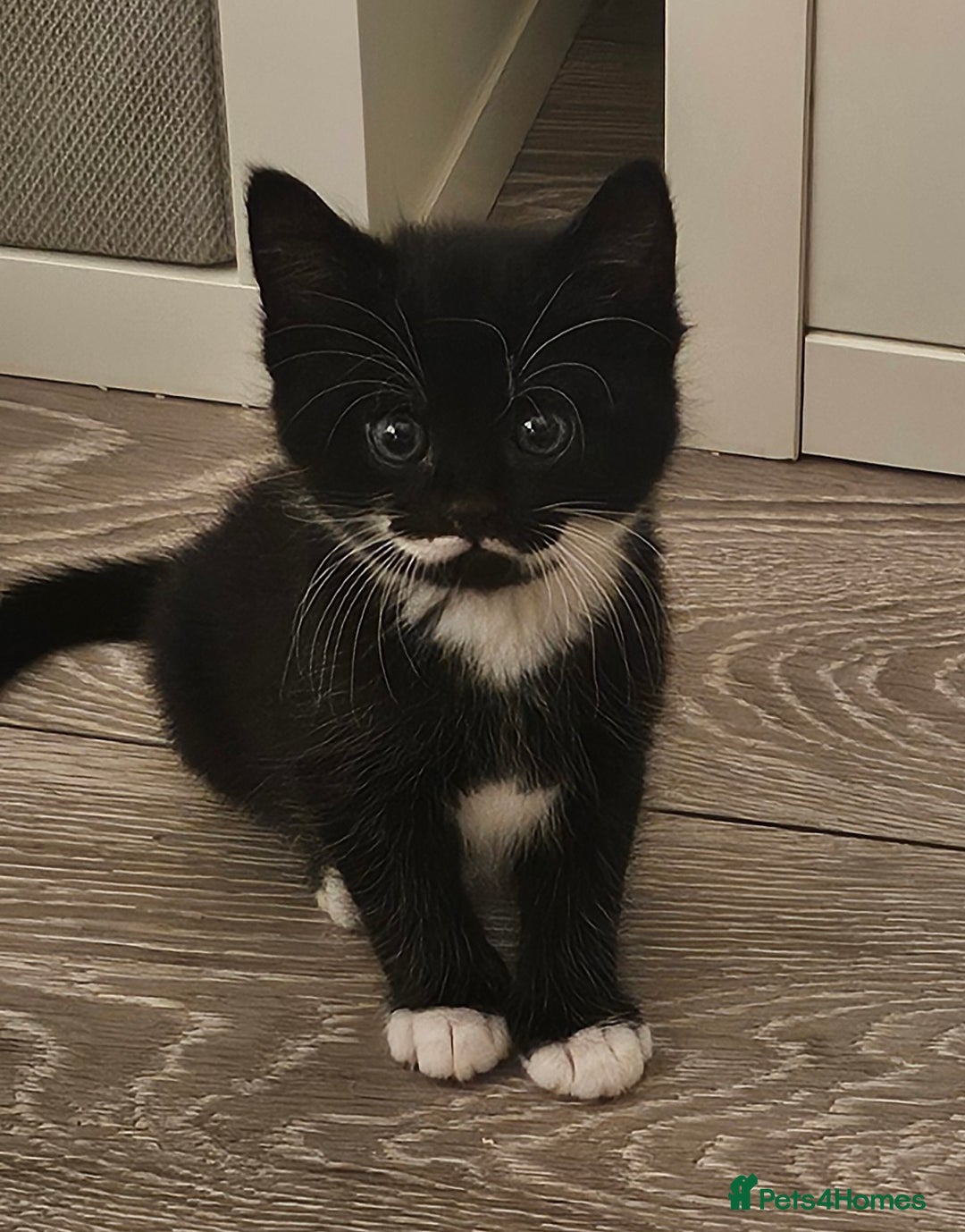 Mixed Breed cats for sale: Beautiful friendly kitties 💖 ready for homes 💕 - Image 40