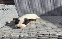 Jack Russell dogs for sale: Jack Russell pups 😍 - Image 2