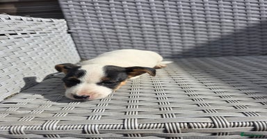 Jack Russell dogs - Advert 6