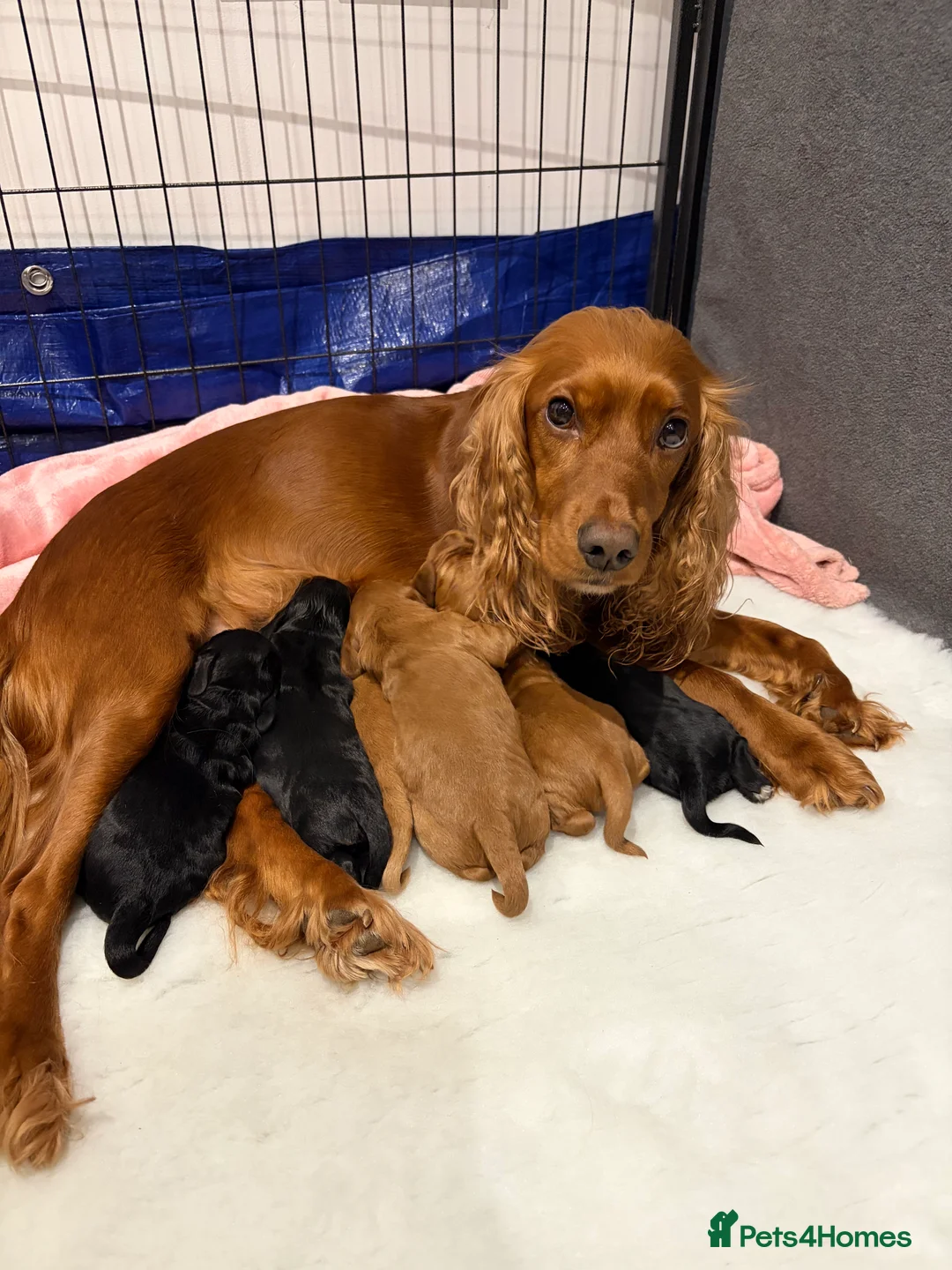 Cocker Spaniel dogs for sale: Working Cocker Spaniel Puppies - Advert 2