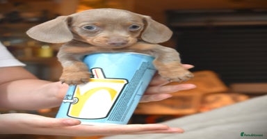 Dachshund dogs - Advert 9